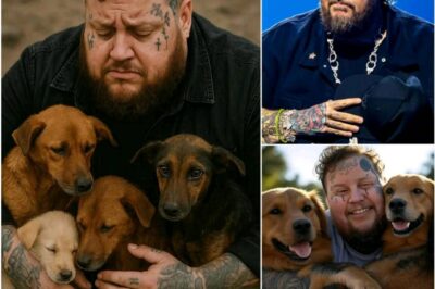 Jelly Roll ignites the internet with a SHOCKING announcement: he will invest 20 million dollars to build a ‘paradise’ dedicated to rescuing stray dogs, promising love and a home to thousands of abandoned puppies.