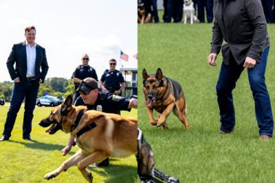 Elon Musk quietly delivers a LIFE-SAVING breakthrough for injured police dogs—what started as a secret donation turns into a global movement that has officers and K9s in TEARS of gratitude
