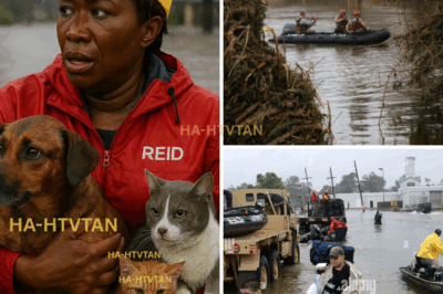 JOY REID RESCUES ANIMAL IN TEXAS FLOOD—HER UNEXPECTED ACT OF KINDNESS LEAVES EVERYONE SPEECHLESS!