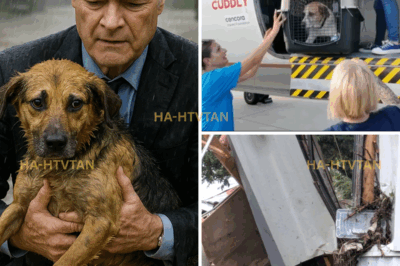 LAWRENCE O’DONNELL DIDN’T REPORT OR HOST—HE SAVED A DOG IN THE TEXAS FLOODS AND QUIETLY SAID, “I’LL TAKE HIM HOME.”