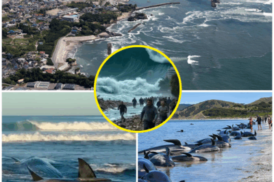 “‘A WARNING FROM THE DEEP?’—Whales Panic and Beach Themselves to Drive Humans Away as Mysterious Stranding Sends Shockwaves!”  In a chilling and unprecedented event, a pod of whales has beach themselves on the shores of Hawaii, seemingly in a desperate attempt to drive humans away. Fishermen, familiar with the ocean’s ways, are warning that the whales’ panicked behavior signals an impending disaster.  This rare occurrence follows a devastating earthquake and tsunami in the Pacific, fueling speculation that it’s more than a coincidence. Locals and tourists alike are in shock as photos of the stranded whales flood social media. Is this a dire omen, or is something even worse on the way? The fear is palpable, and the truth is slowly unraveling.