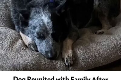 In an incredible and heartwarming twist, a family’s dog has defied all odds and survived the devastating Texas floods by hiding in a washing machine. Hunt resident Cody Vlasek shared how his family’s home was flooded within just 20 minutes, with waist-high water rushing in and sweeping everything in its path. But amidst the chaos, their loyal dog managed to find the only safe refuge it could—inside the washing machine.