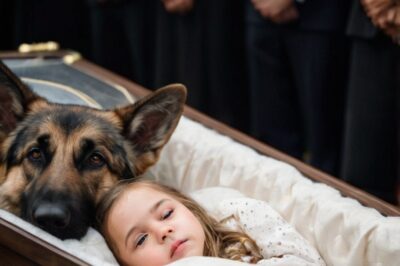 A German Shepherd Wouldn’t Leave a Girl’s Coffin—What People Saw Underneath Left Them Frozen in Sh0ck…