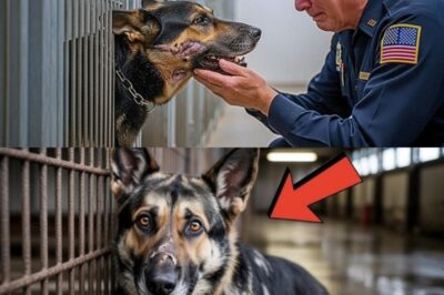 Officer and His K9 Were Torn Apart for 8 Years—Until He Heard a Familiar Whimper at the Shelter It was a crisp, overcast day in late October when Thomas, now 71, decided to visit the shelter. He was not seeking a new companion but rather a connection to the past that had been marred by loneliness and heartache since the passing of his wife, Margaret.