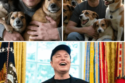 Elon Musk ignites the web with a SHOCKING announcement: he will invest 20 million dollars to build a ‘paradise’ dedicated to rescuing stray dogs, promising love