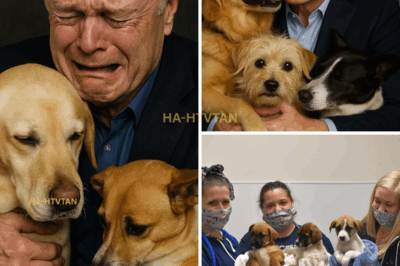Lawrence O’Donnell’s Heartwarming Act: From Rescuing a Stray Dog to Donating $10 Million for Animal Relief