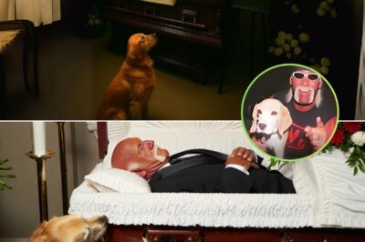 Hulk Hogan and the tale of the dog he nurtured for 5 years touched the hearts of fans. Amid the former wrestler’s passing after a prolonged fight with illness, at this time, people noticed the dog constantly staying beside his coffin. It rested there quietly, gazing at him, but its subsequent actions left everyone utterly speechless.