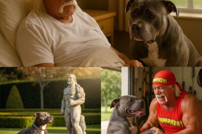 After Hulk Hogan d!ed, his faithful dog Thunder refused to eat for three days. Everyone feared the worst.