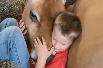 My Brother Won’t Sleep in His Bed—He Says the Cow Knows the Truth