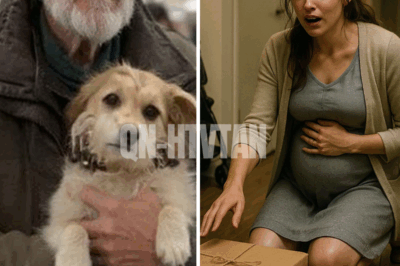I Helped an Elderly Man and His Dog by Buying Them Food – But Nothing Could Have Prepared Me for What I Discovered on My Doorstep.CH2