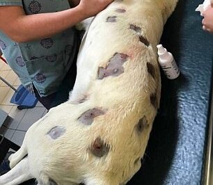 ch2-In a small, peaceful neighborhood, a horrifying act of cruelty shook the community. Three college students, seemingly without remorse or understanding of the pain they were causing, turned their BB guns on a helpless dog, shooting it more than 40 times. Their target practice didn’t just involve aimless shots — each pellet was a deliberate attack on an innocent animal.