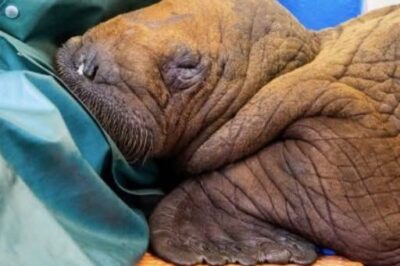 ch2-The Extraordinary Journey of a Stranded Walrus Calf: A Tale of Compassion and Survival