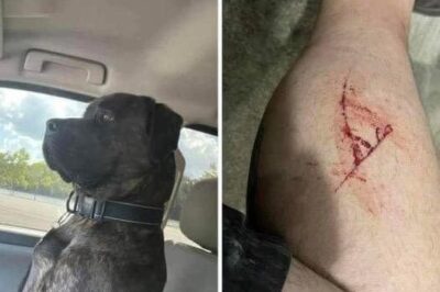 ch2-Ruger: A Guardian’s Love and Loyalty That Saved a Life