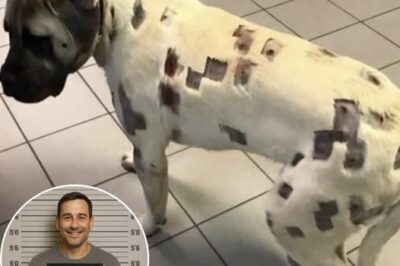 ch2-“The Unseen Consequences of Bullying: A Father’s Justice for His Dog”