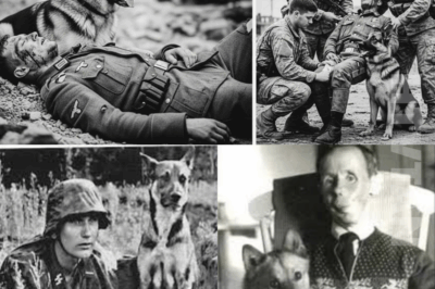 CH2. German Sniper’s Dog Refused to Leave His Injured Master — Americans Saved Him