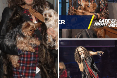 ch2 Steven Tyler Secretly Saves 39 Dogs From Doom — And One Unexpected Moment Changed Everything!